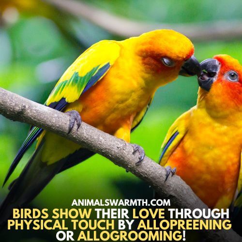 Allopreening is a sign of love among birds