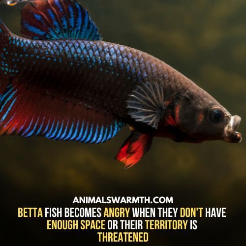Betta fish feel angry when their territory is threatened - Can fish feel angry?