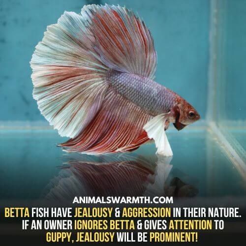 Betta fish can have feelings of jealousy for guppy