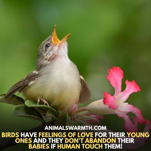 Birds feel love for their babies and they don't abandon them when touched