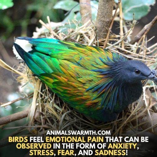 Birds feel emotional pain in different forms - Do birds feel emotional pain?