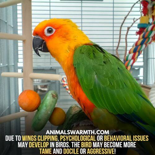 Psychological and behavioral issues in birds arise due to wings clipping