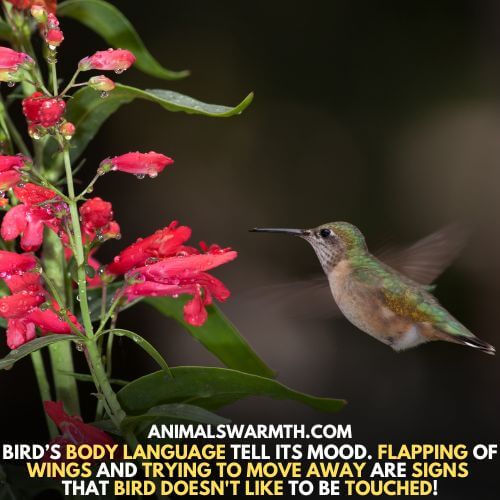 Birds' physiology and behavior show that they feel upset when touched.