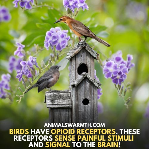 Birds can feel pain - do birds have feelings and emotions