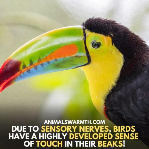 Birds have sensory receptors in beaks - Do birds feel pain in their beaks?