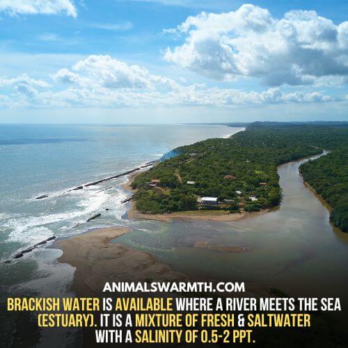 Brackish water is available in a place where the sea and river meet. At that place, the population of fish is more.  