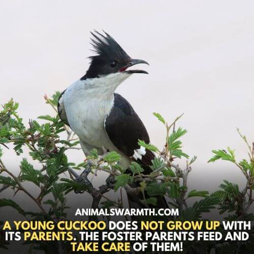 Can cuckoos feel love for their young? While They abandon their eggs and foster parents raise them.