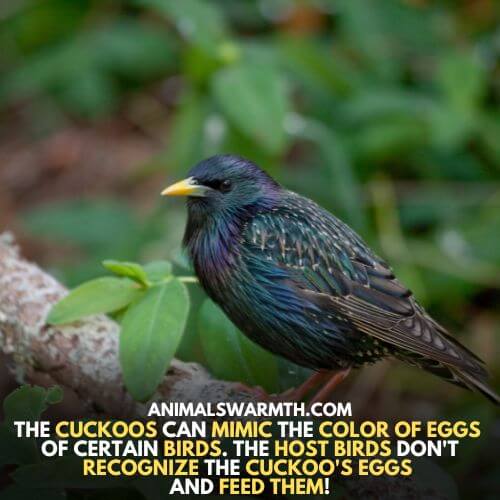 The host don't recognize the cuckoos eggs and raise them