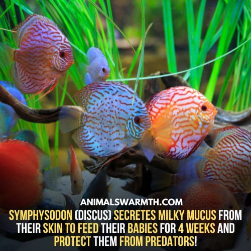 In Discus parental care is common which shows fish have feelings for babies 