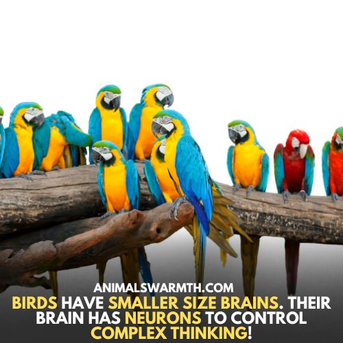 Birds have brains - Do birds have brain