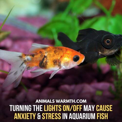 Fish can feel anxiety due to light or too dark environment.