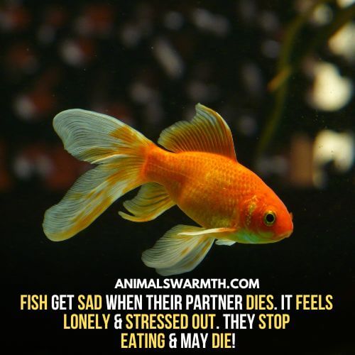 Due to the death of the partner fish, the remaining fish sometimes, can feel sad.