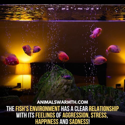 An unfavourable environment causes aggression in fish - Do fish have feelings for their environment
