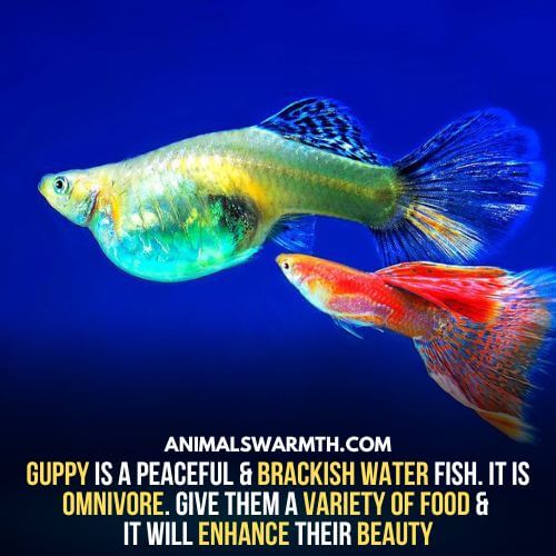 Guppy is one of the best brackish water fish and feels happy in brackish water 