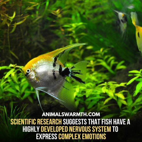 The highly developed nervous system is a proof that fish have feelings before they die