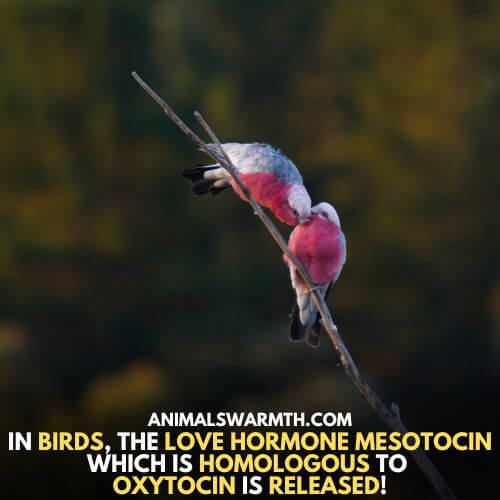 Love hormone is released in birds - Do birds feel love for other birds?