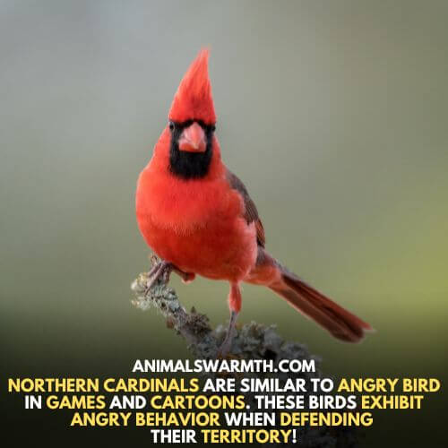 Birds can show aggressive behavior - Angry bird is an example