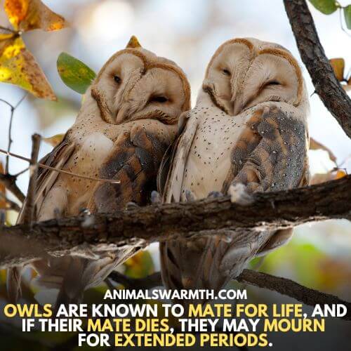 Owls mate for life and feel depressed on death of mate