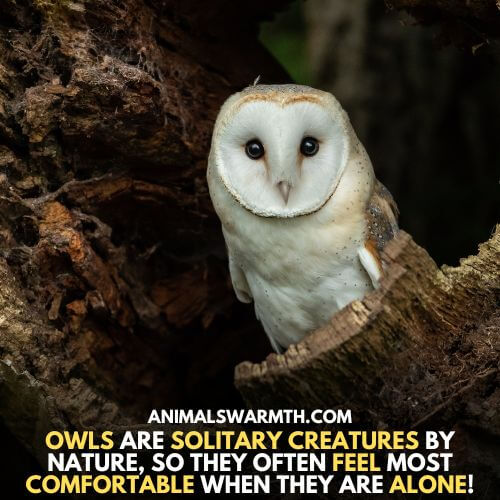 Owls are solitary birds - Do owls feel depressed in the wild
