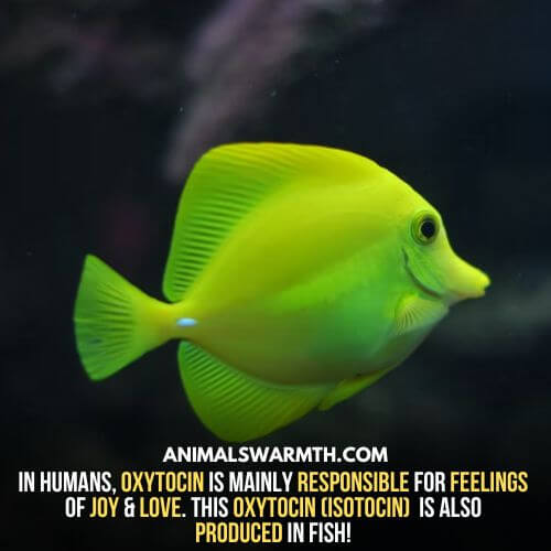 Fish have feelings of joy as oxytocin is produced in them.