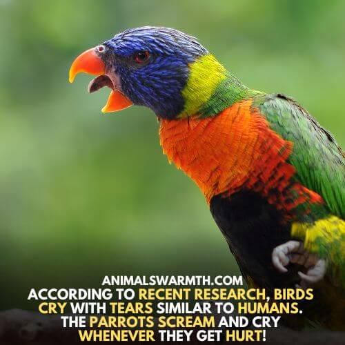 Birds cry with tears as humans do - Emotional Pain in Birds