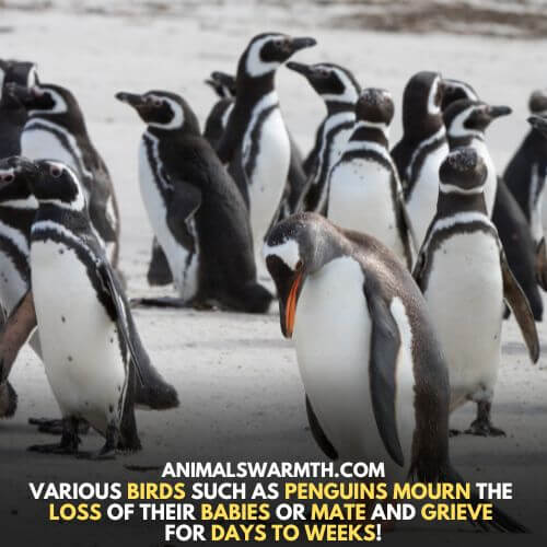 Penguin mourns the loss of their young ones