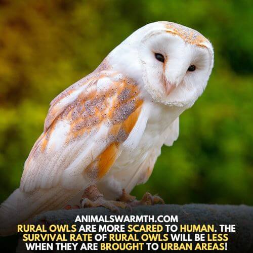 Rural owls are scared to human - It means birds are afraid of humans