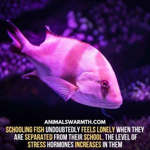 Schooling fish feels lonely when alone.