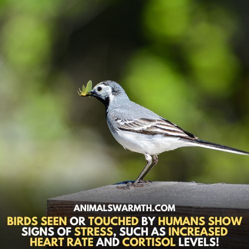 Do birds feel upset when you touch them? Yes, they feel stress.