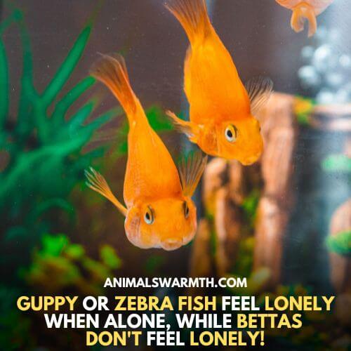 Guppy and Zebrafish cannot live alone - Can fish feel lonely when alone