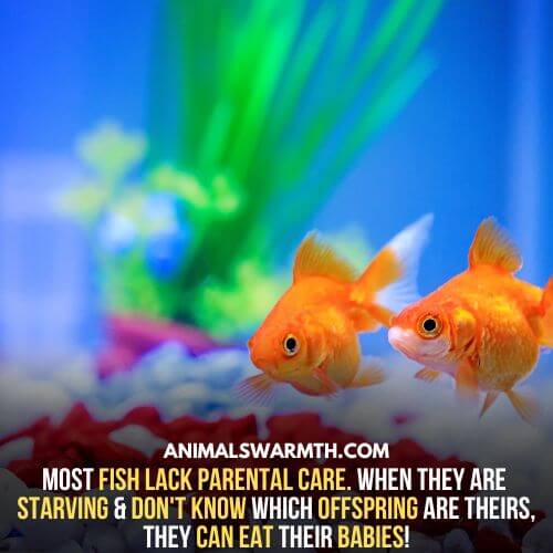 Some fish lack parental care which means they don't have feelings for babies