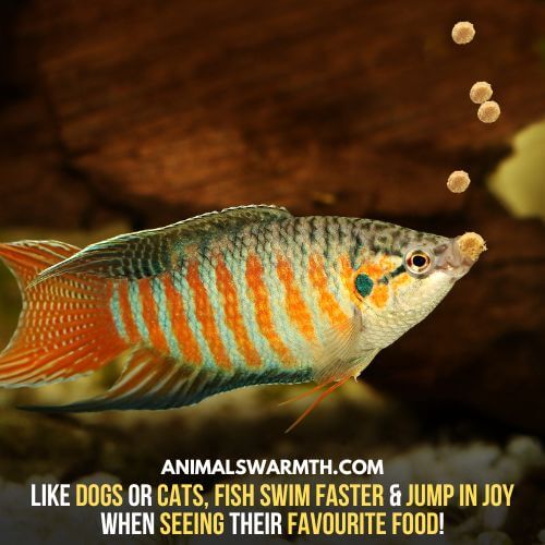 The jumping of fish for food like cats or dogs and fast swimming shows that fish have feelings of joy