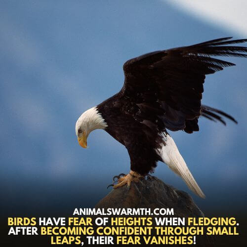 Fear of height is common in birds when fledging - Do birds feel fear