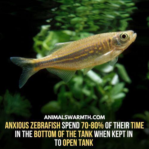 According to studies, Zebrafish feel anxiety - Can fish feel anxiety?