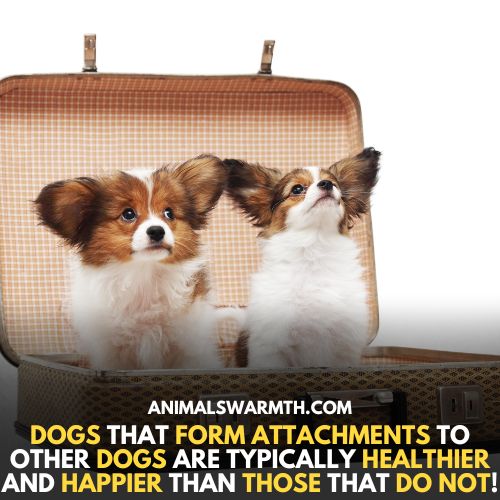 Dogs attachment with each other makes them healthy and happy