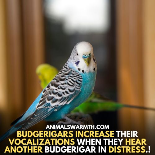 Budgerigars increases vocalization for other bird who is in distress - Can birds feel empathy? 