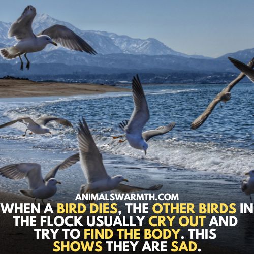 Many birds feel sadness when other bird dies - Do birds feel sadness