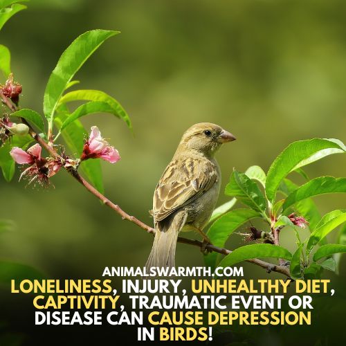 Causes of depression in birds