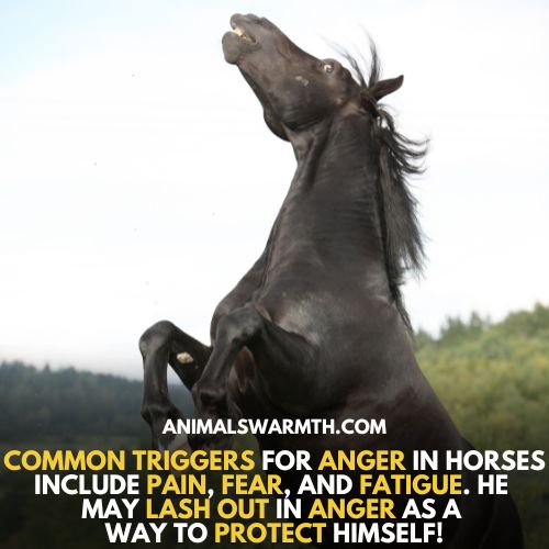 Fear or threat triggers the anger in horses