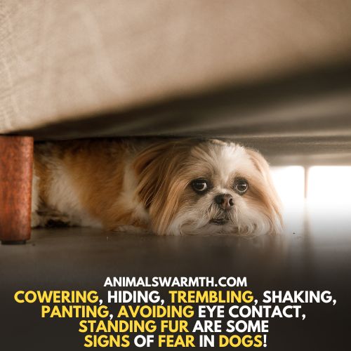 Signs of fear of owners in dogs