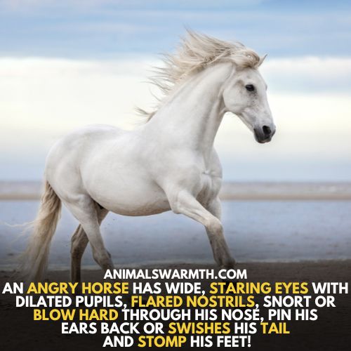 Signs of Anger in horses - Do horses feel anger