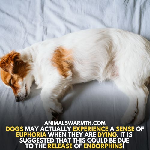 Sense of euphoria in dogs when dying - do dogs feel pain when dying