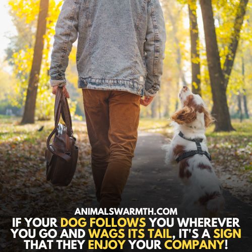 Dogs follow, lean or wags their owners which show they have feelings for their owners