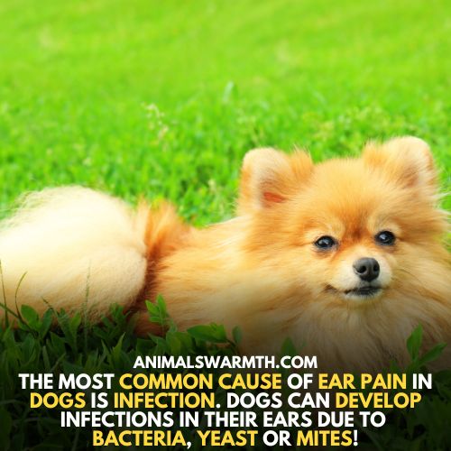dogs feel pain in ears due to infection
