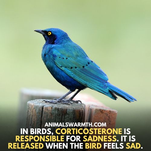 Corticosterone for sadness in birds - Do birds feel sadness