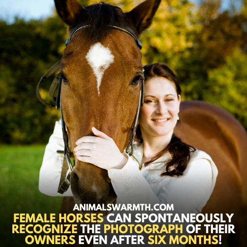 Horse can recognize the owner which means horses have feelings for their owners