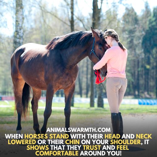 Horses trust the owners - do horses have feelings for their owners?