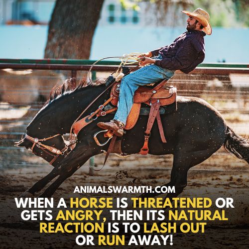 Angry horses may lash out or run away