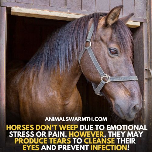 Horses don't cry due to sadness but they have tears