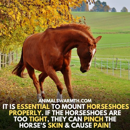 horse feel pain due to improper mounting of shoes